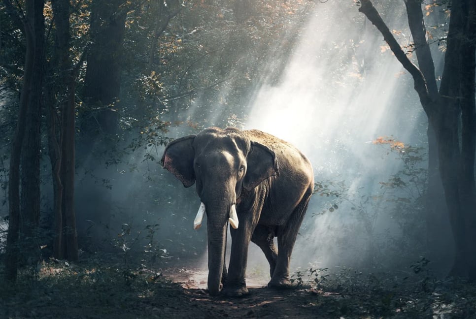 WWF: Wild animal populations fall 70% in 50 years