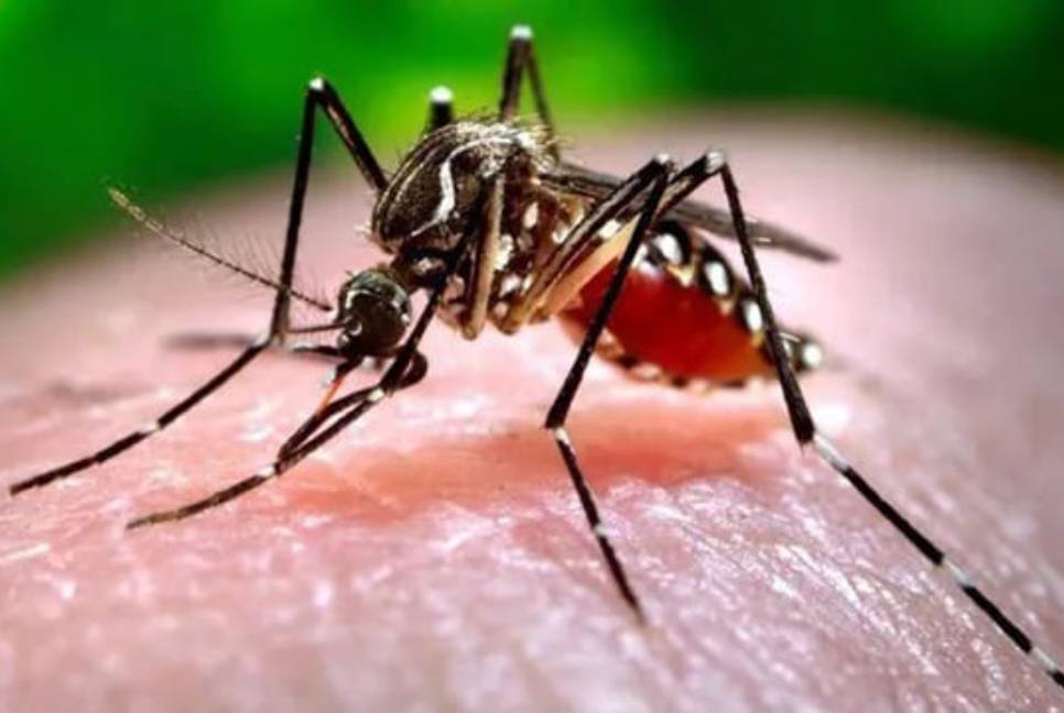 10 monitoring teams working to control dengue