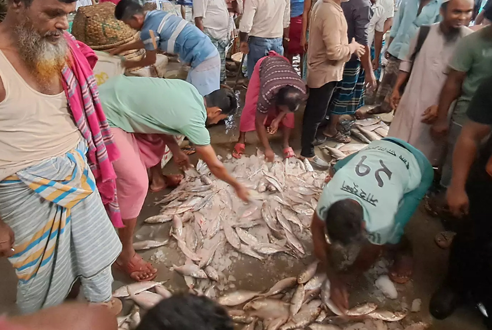 Hilsa prices hit record high in Chandpur ahead of 22-day fishing ban