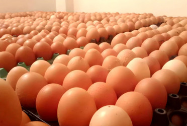 231,840 more chicken eggs imported, priced at Tk7.5 each