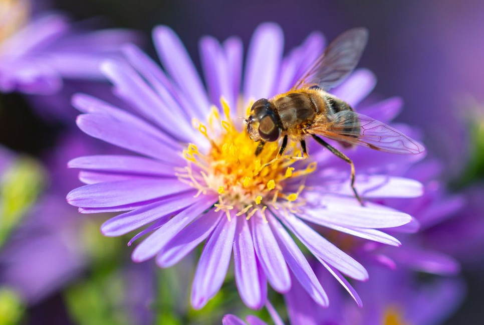 Protecting bees from pesticides with food supplement