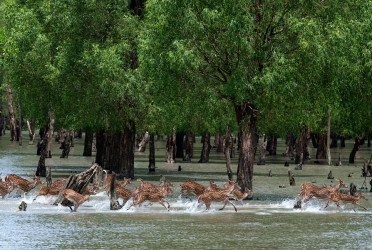 Sundarbans attracts 200,000+ visitors in 2023-24, generates Tk 3.61 crore revenue