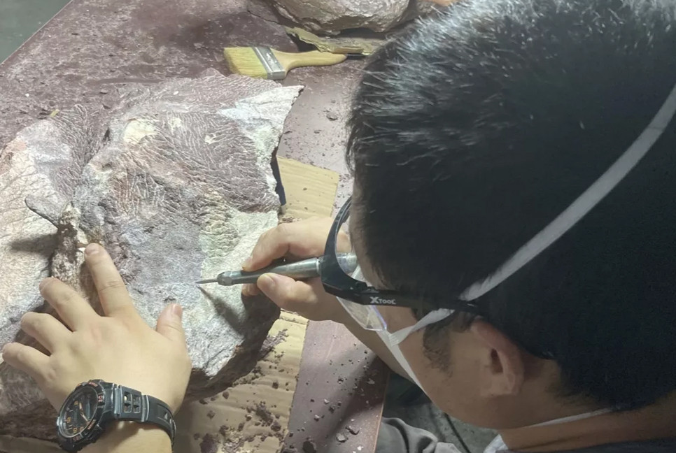 Dinosaur fossils found in Hong Kong for the first time