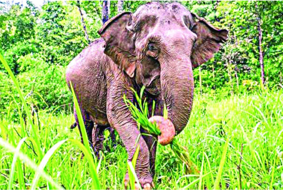 Destruction of sanctuary drives elephants into local areas