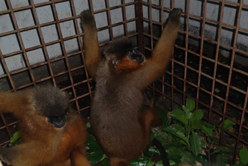 4 endangered langurs rescued in Mirpur; smuggler arrested