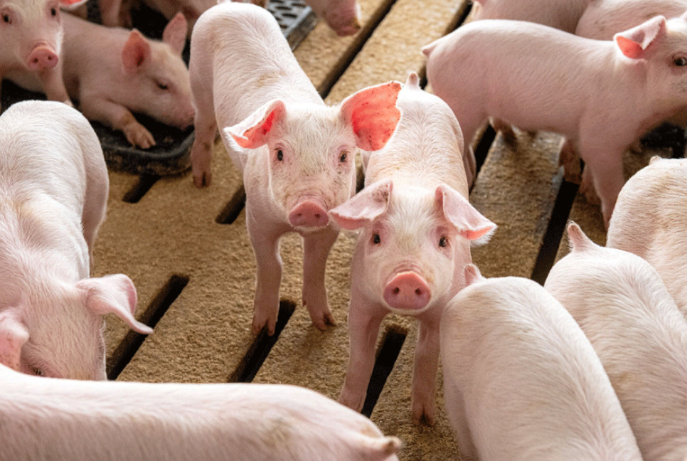 US reports its first bird flu case detected in pig