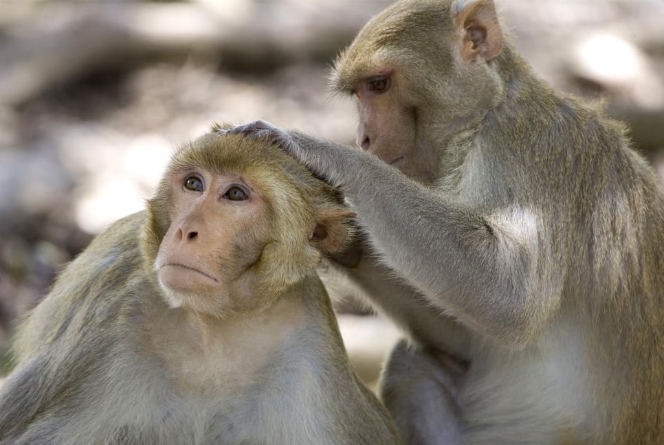 Research shows animals become less social with age, like humans