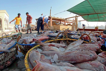 Abu Dhabi fines recreational fisherman Dh20,000 for exceeding catch limits