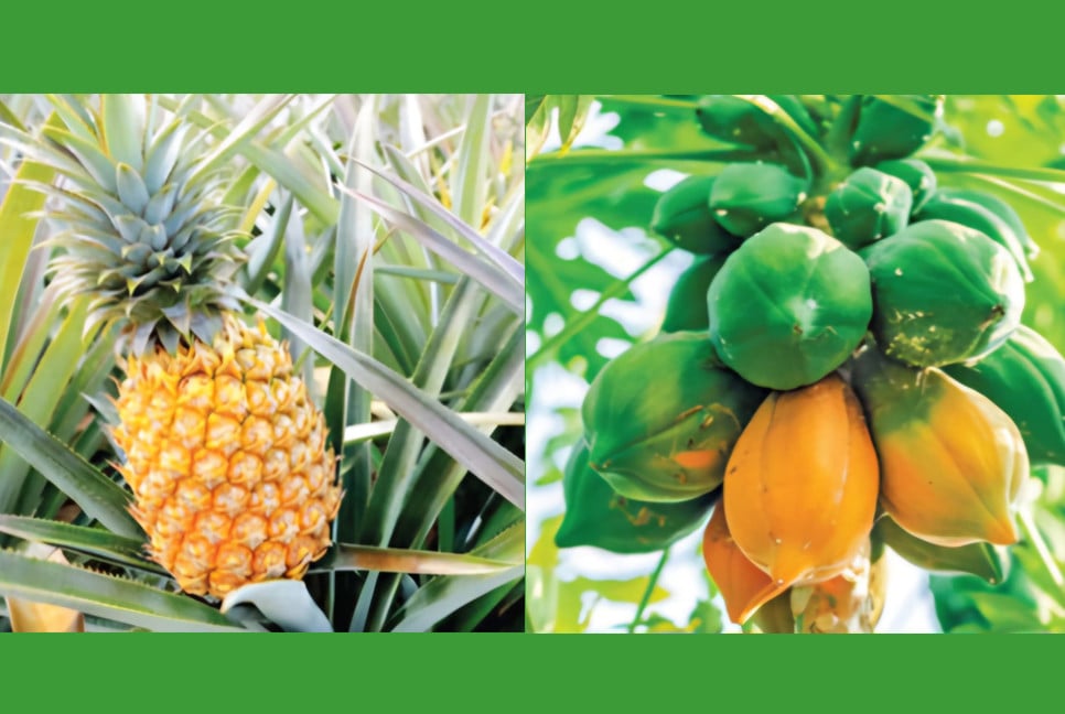 Bangladesh exports pineapple, papaya to Dubai for 1st time