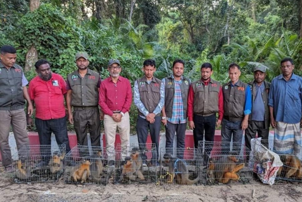 Forest officials rescue 12 endangered capped langurs in Moheshkhali