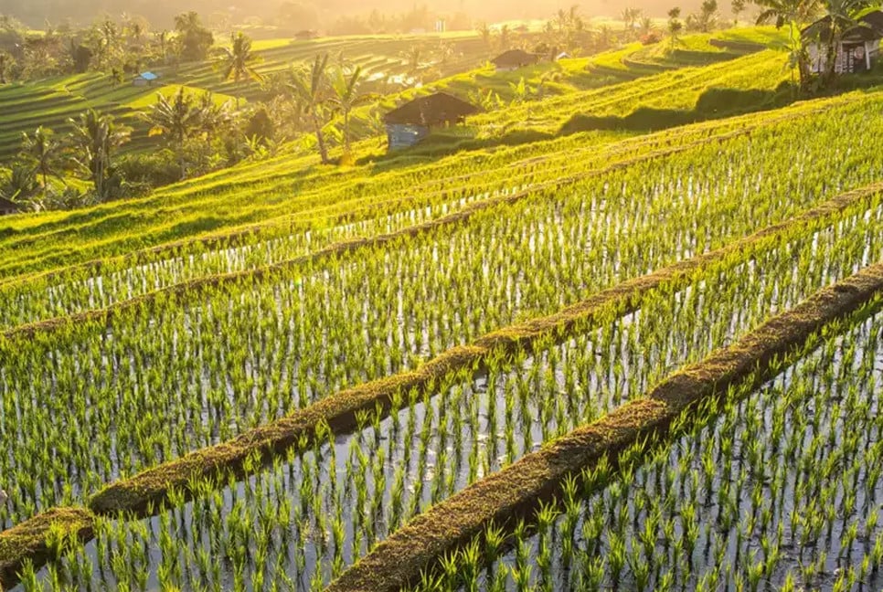 Sunscreen particles sprayed on rice boost growth during heatwaves