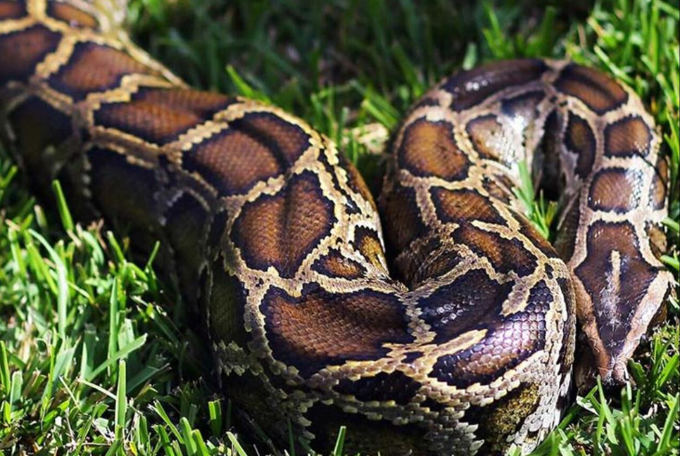 10-foot python released in Sundarbans