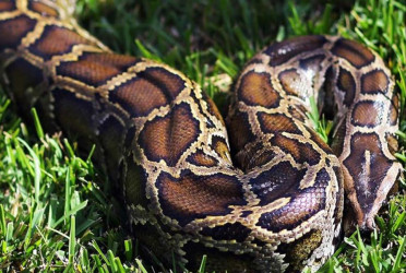 10-foot python released in Sundarbans