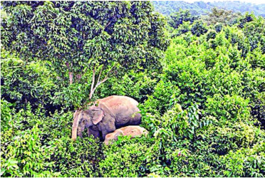 A new arrival at the wild elephant's habitat