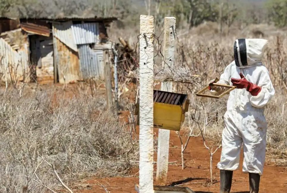 Bees help tackle elephant-human conflict in Kenya