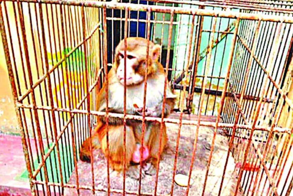 Monkey rescued from Sreemangal locality