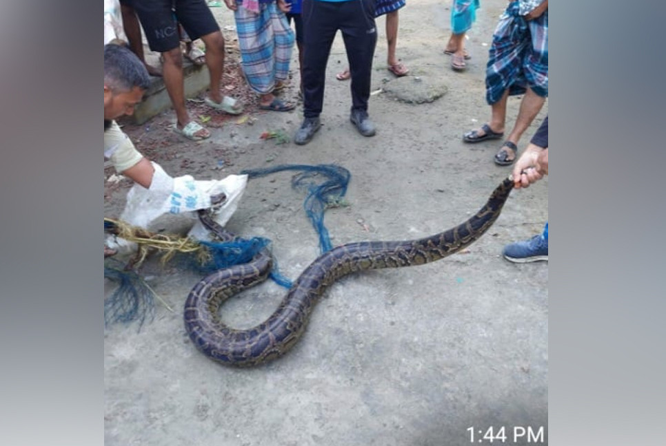 Indian python rescued in Gazaria, Munshiganj