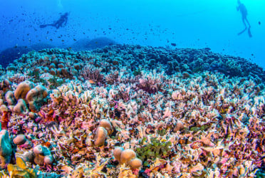 World’s largest known coral discovered in Solomon Islands