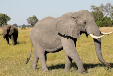 Researchers document sharp decline in African elephants over 50 years