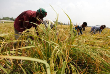 Aman harvesting on in full swing in Manikganj