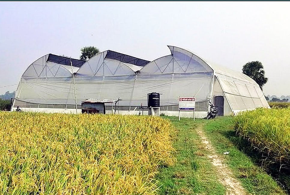 Farming in polynet houses gains success in C'nawabganj