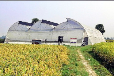 Farming in polynet houses gains success in C'nawabganj