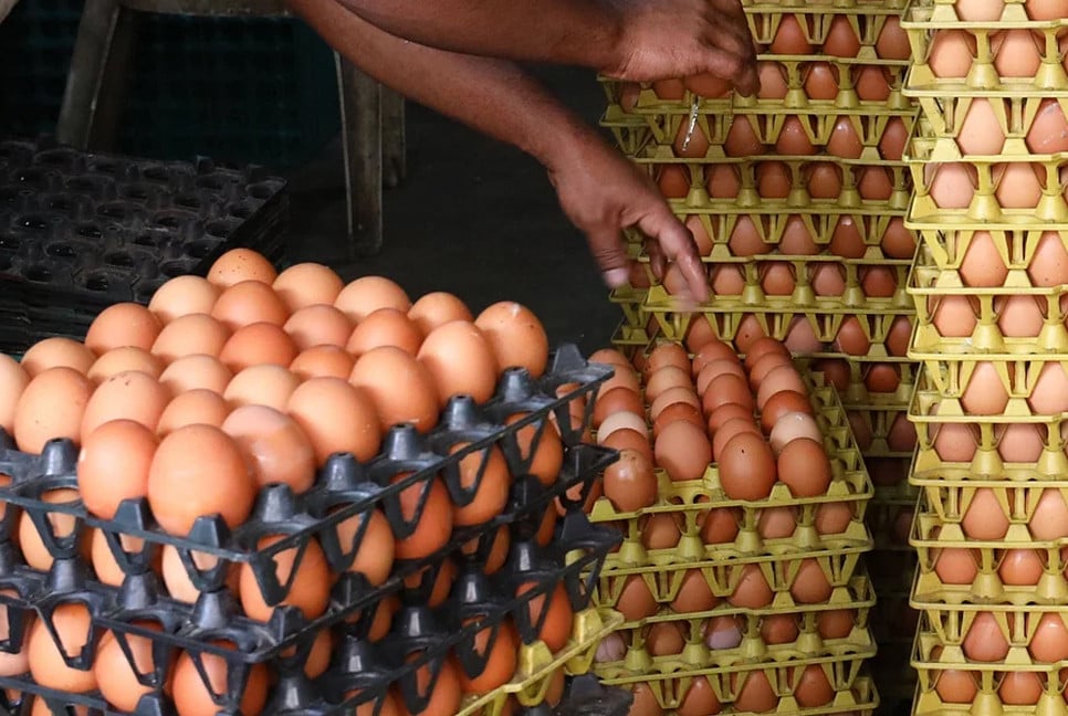 43 companies approved to import 19 crore eggs