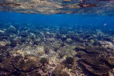 ‘Graveyard of corals’ found as extreme heat, cyclones hit Great Barrier Reef