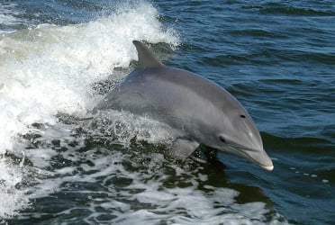 Lonely dolphin 'talks to itself,' scientists offer two theories