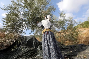 Israel threatens, attacks Palestinian farmers harvesting olives