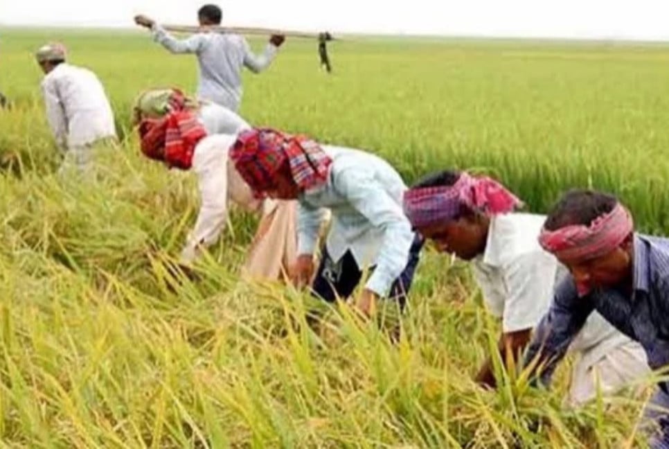 Farmers busy in harvesting paddy in Naogaon