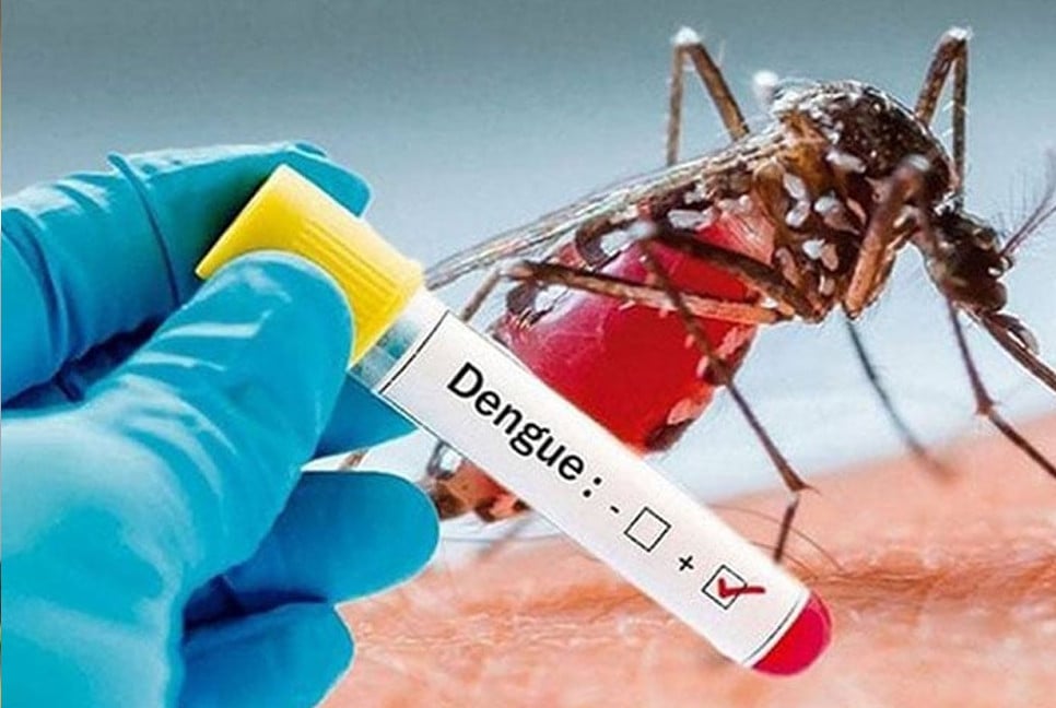 Dengue takes 9 lives in 24 hrs