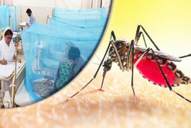 Dengue claims 10 more lives