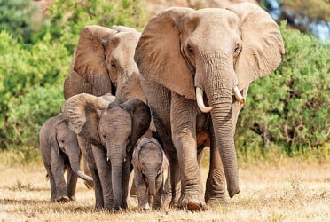 AI-based warning system installed to monitor movement of wild elephants