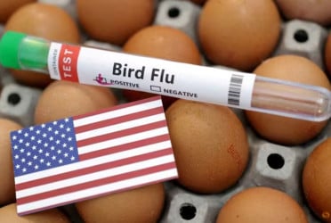 WHO wants bird flu surveillance stepped up