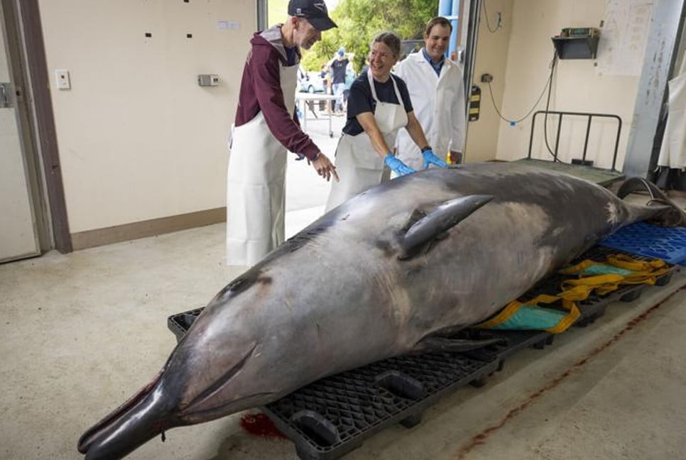 Rare spade-toothed whale found in New Zealand provides unique research opportunity