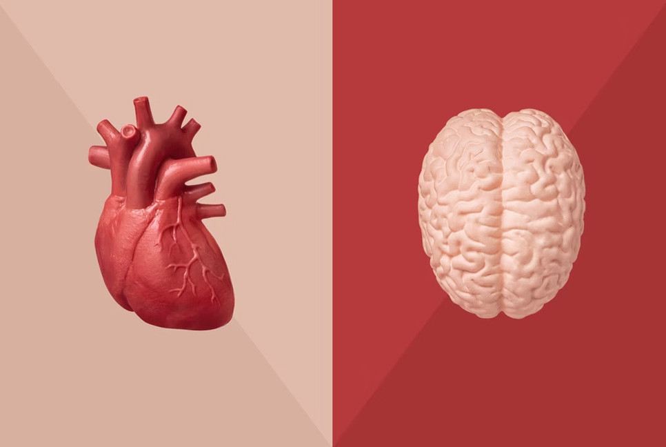 Heart has its own brain: Study