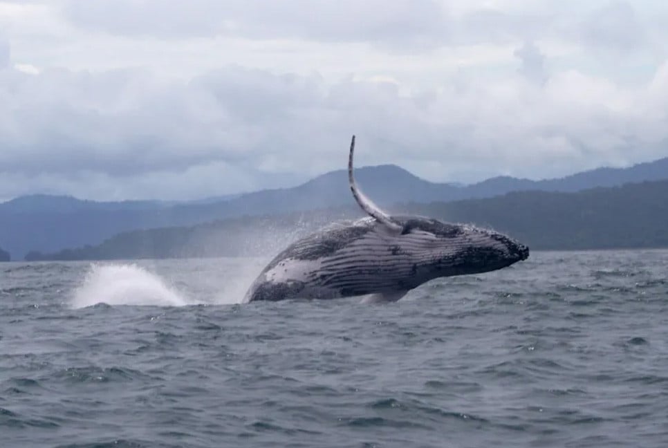 Scientists astonished with Whale’s epic migration