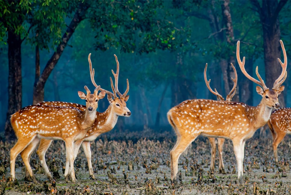 Sundarbans lack dedicated 'Master Plan' even after 53 years