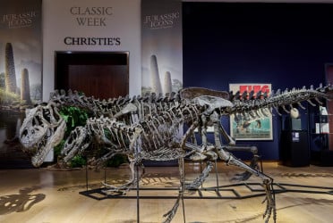Rare Jurassic dinosaur fossils expected to fetch millions at Christie's London auction