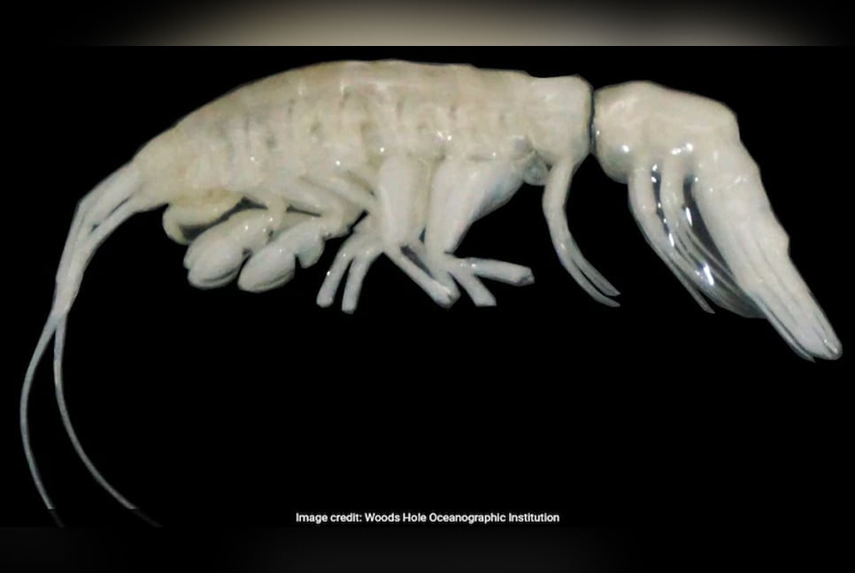 Mysterious deep-sea creature discovered hunting at record depths