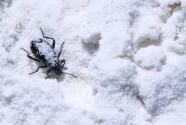 Insects' winter survival secrets