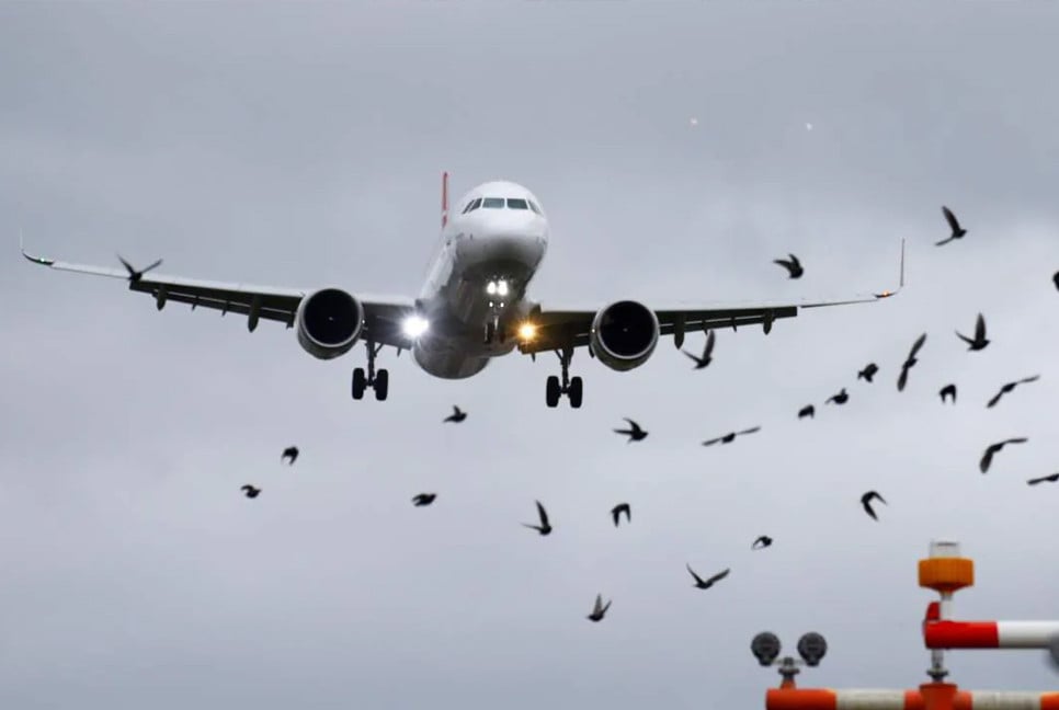 Rising bird strikes at Dhaka airport spark growing concerns