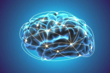 Study finds brain-wide connectivity crucial for predicting intelligence