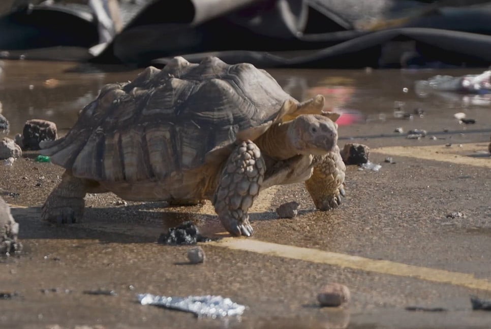 Fire at Dallas shopping center kills over 500 animals, mostly birds