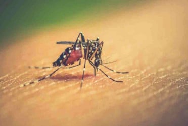 First dengue death reported in 2025