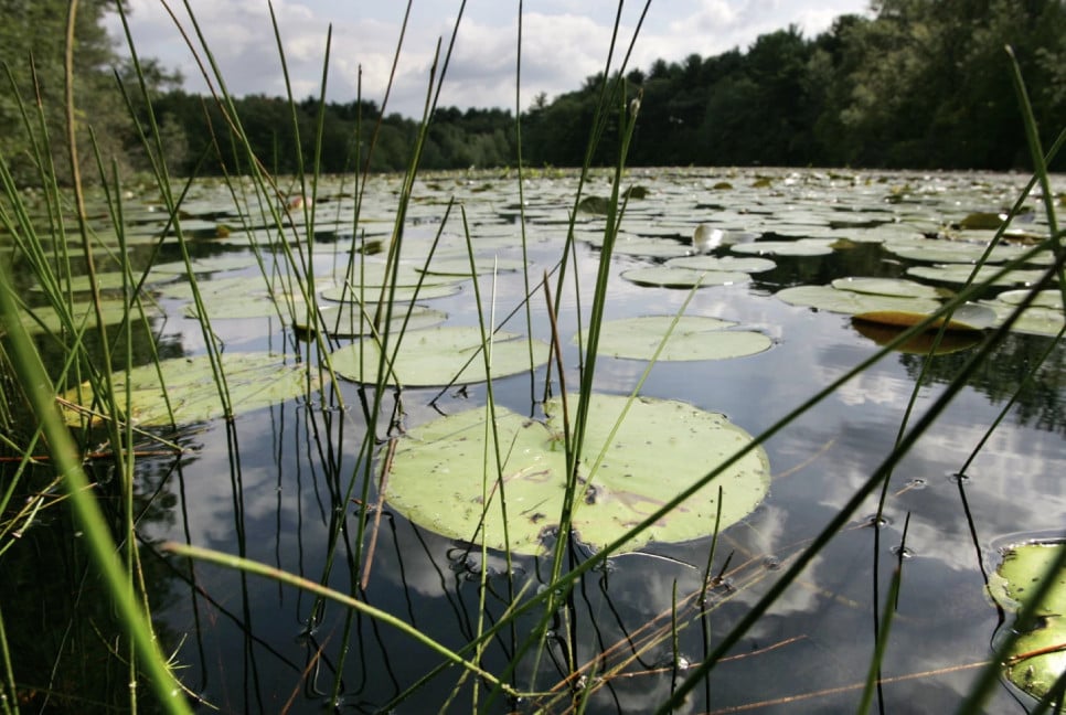 Quarter of freshwater animals are threatened with extinction: Research