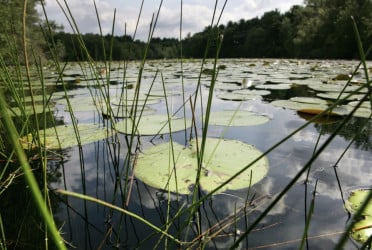 Quarter of freshwater animals are threatened with extinction: Research