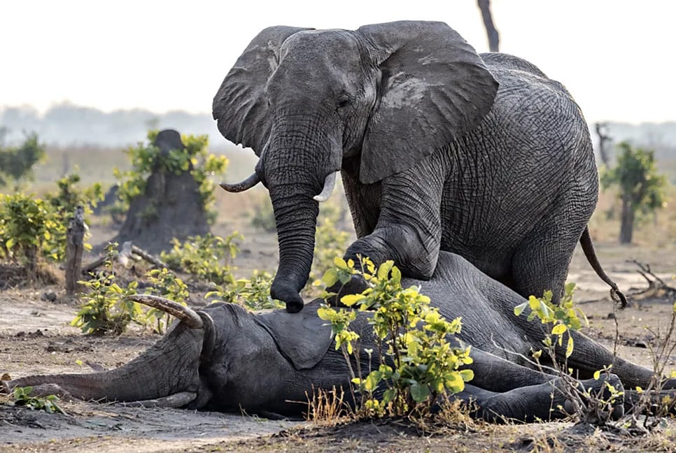 Why some animals appear to mourn their dead