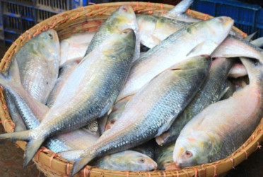 Govt to sell hilsa at Tk600/kg from tomorrow